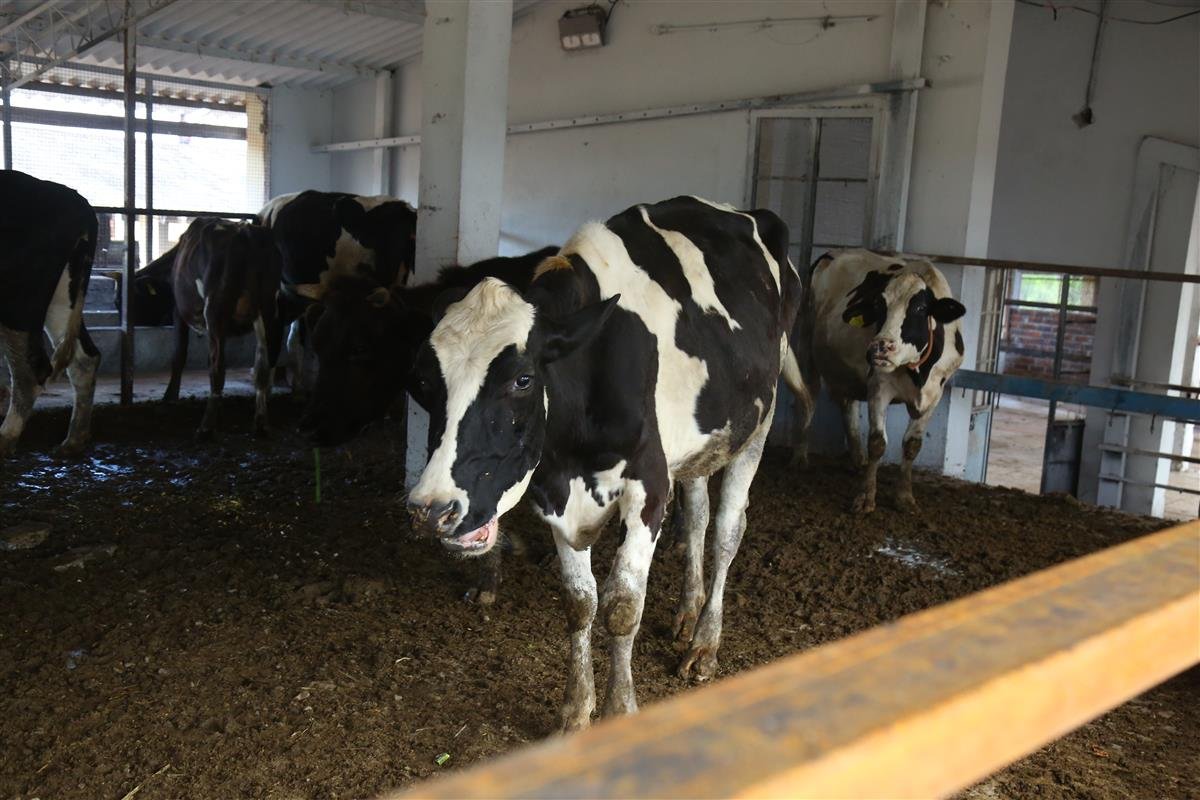 Dairy 
