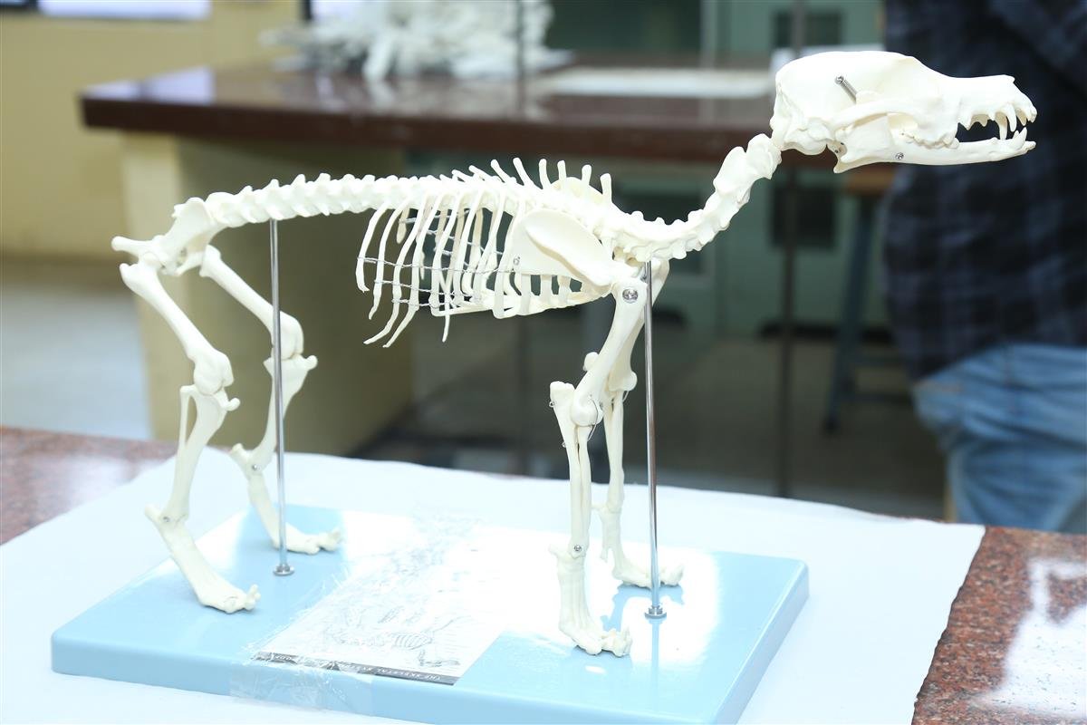 Veterinary Anatomy