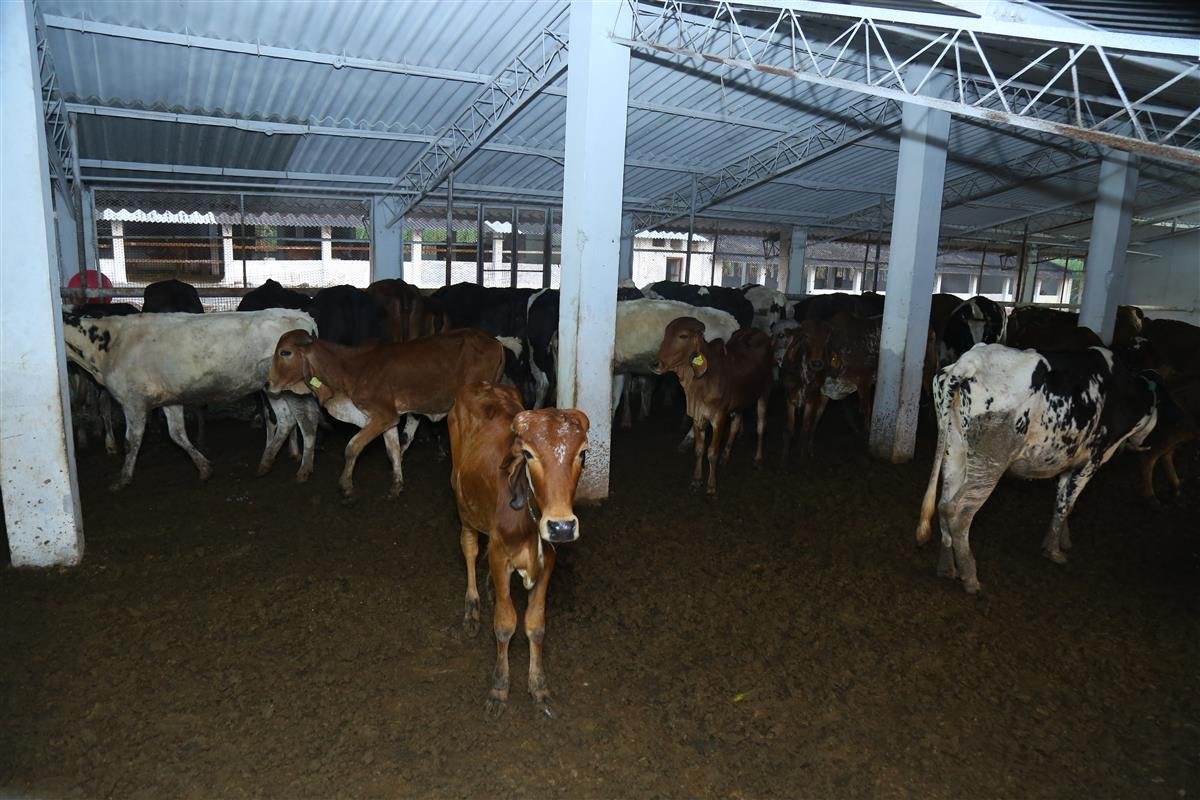 Livestock Production Management
