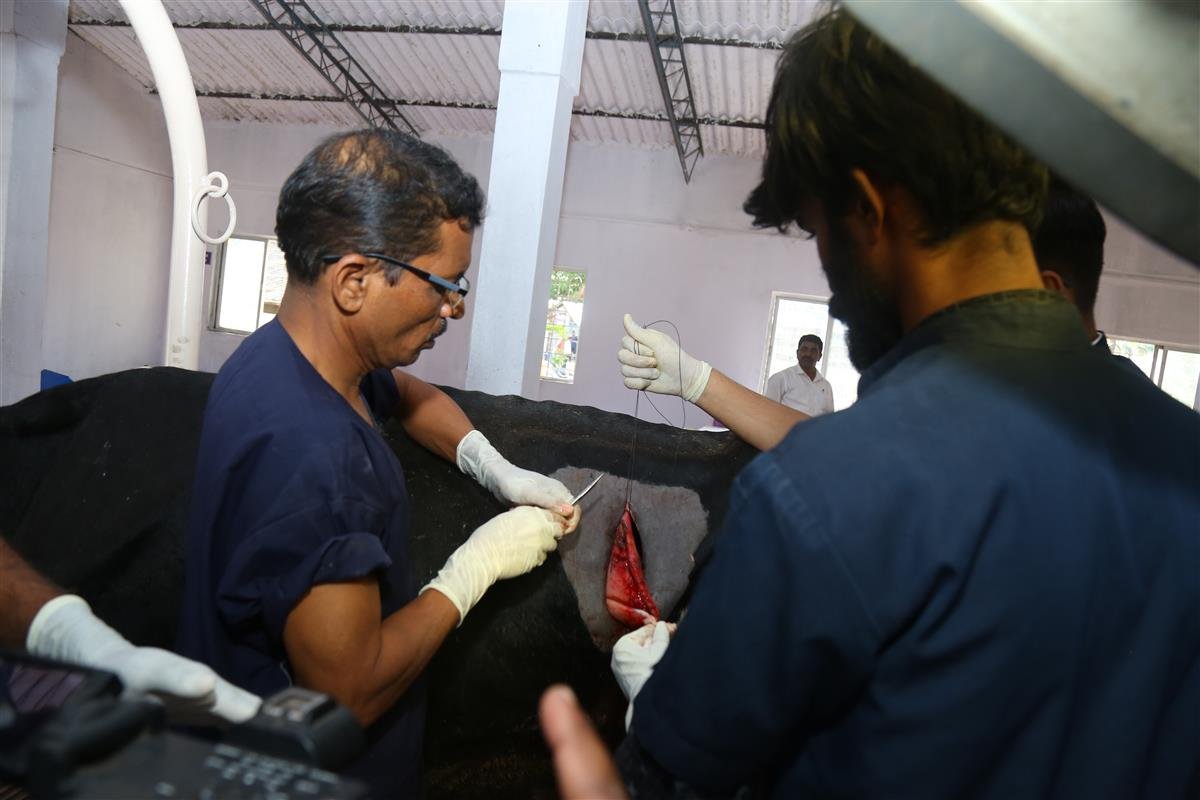 Veterinary Surgery & Radiology