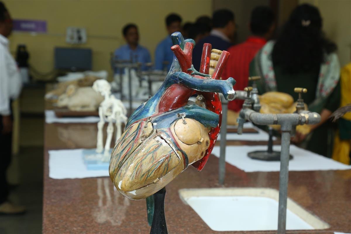 Veterinary Pathology