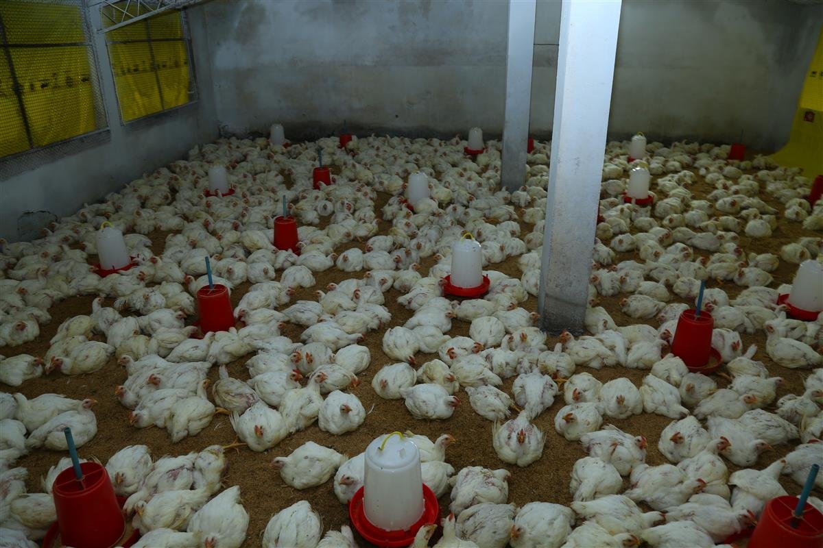 Poultry Science